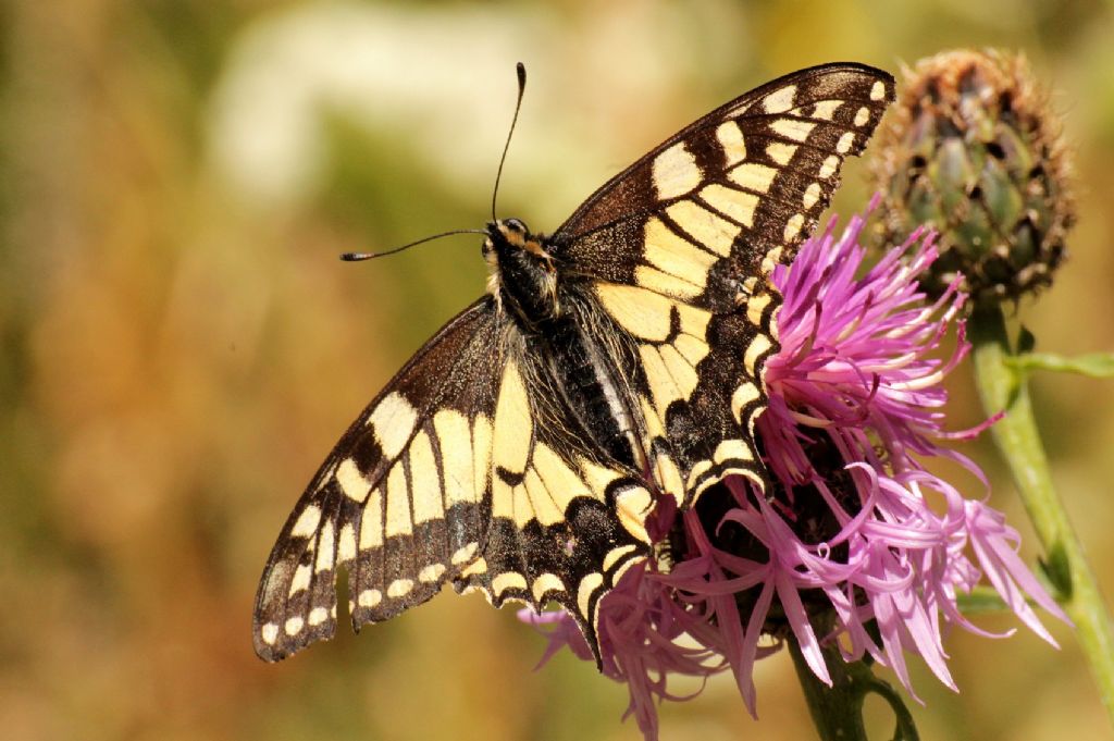 Papilio machaon vecchiotto